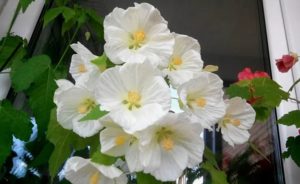 Abutilon 'Bella'