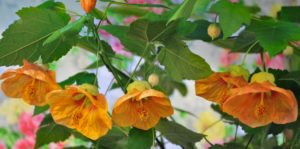 Абутилон Дарвина (Abutilon darwinii) 