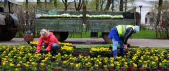 Лучшие цветы для озеленения городов